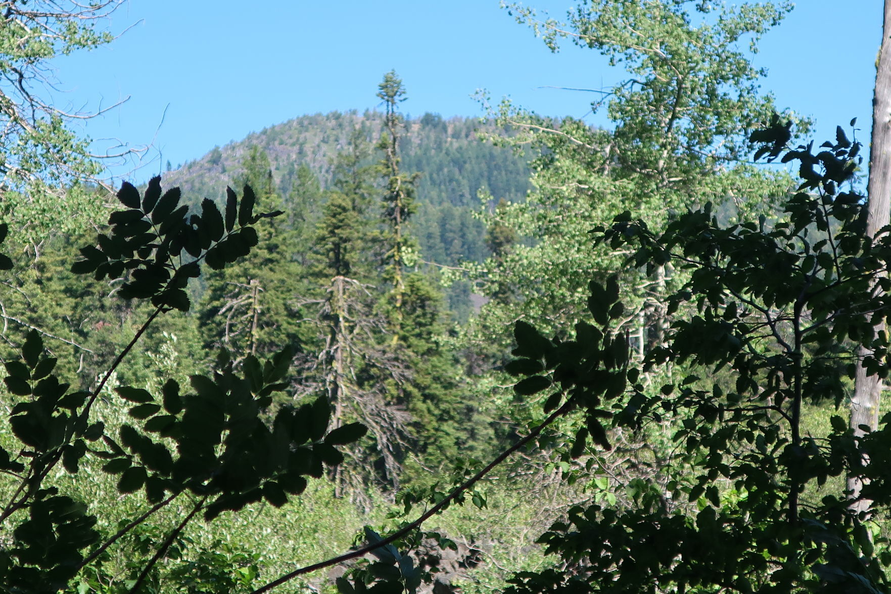 Brown Mountain
